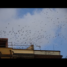 Störche über Figueres